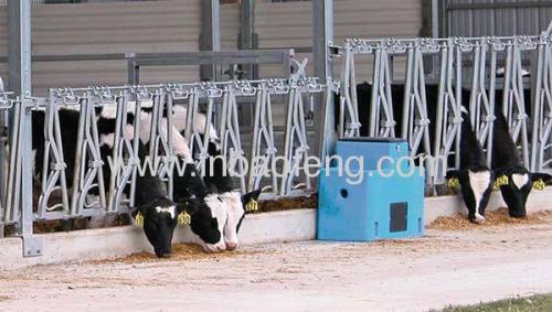 livestock housing for cattle
