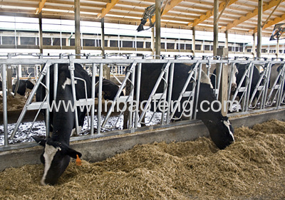 cattle equipment cattleheadlocks dairy headlocks IN-M084