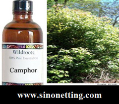 Camphor Oil