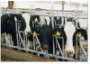cattle equipment cattle headlock dairy barn headlock IN-M098