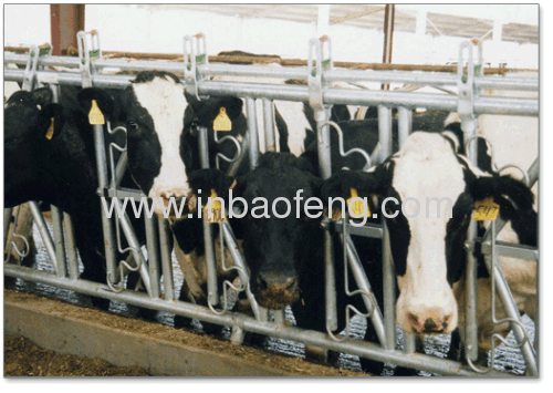 cattle equipment cattle headlock dairy barn