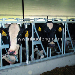 cattle equipment cattle headlocks IN-M099