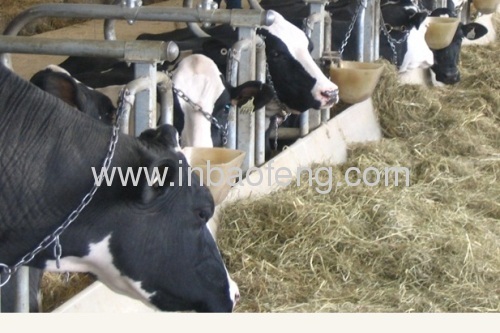 cattle crate head lock