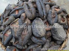 Selling SEA CUCUMBER