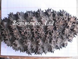 Sea Cucumber