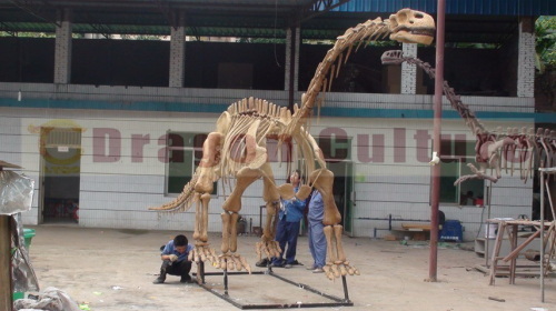 skeleton dinosaur