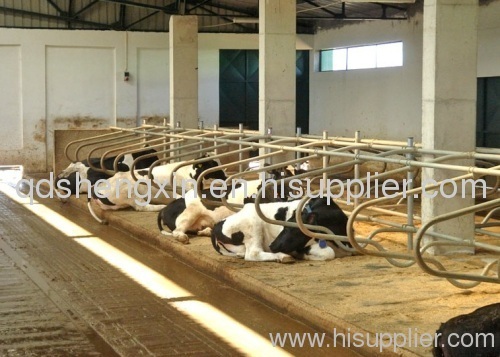 Cow Free Stall equipment