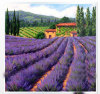 Mediterranean lavender