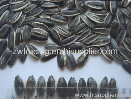Chinese black Sunflower Seeds