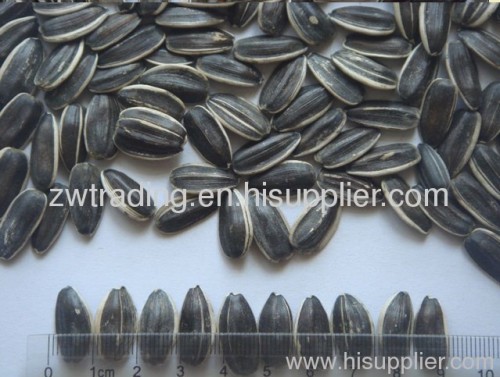 New Crop Sunflower Seeds