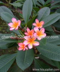 Plumeria rubra