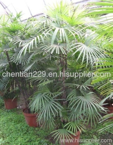 Foliage plants;evergreen plants;natural plants