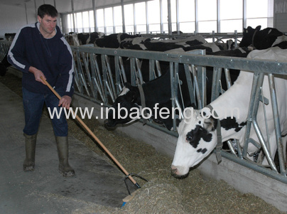 Good quality cattle barn
