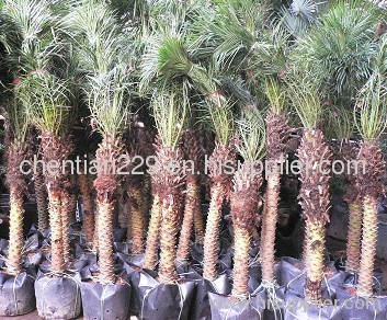 landscaping trees;outdoor trees;palms