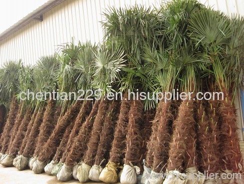 palms; landscaping trees; outdoor trees; hardy trees