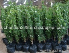 outdoor plants; evergreen tree; foliage tree