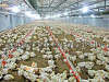 automatic poultry farm equipment