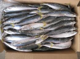 Frozen Mackerel fish