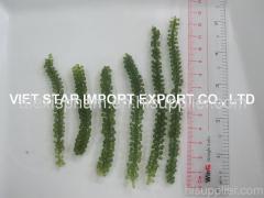 Sea Grapes Seaweed