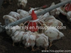 Broiler Automatic Feeding Pan