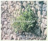 PVC Coated Gabion Mattress