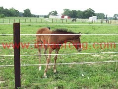 Agriculture >> Animal & Plant Extract p-k29 new style high quality farm fence