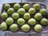 shandong pear, fresh pear, fresh shandong pear