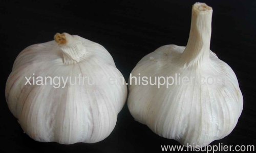 garlic