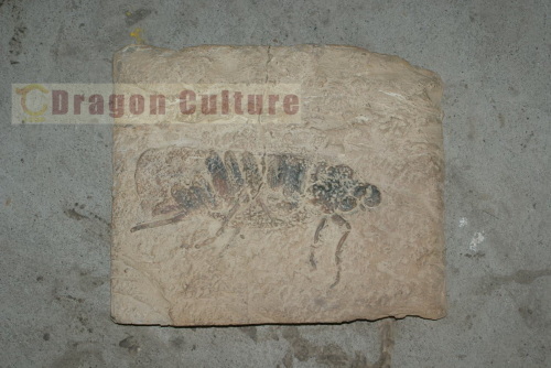 insect fossil replica