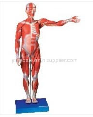Male Muscular Anatomy Model