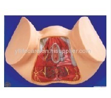 Female Perineum Model