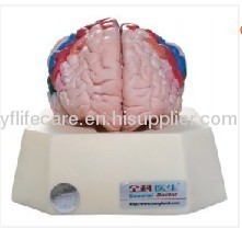 FUNCTIONAL ZONES OF CEREBRAL CORTEX