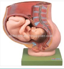 PELVIS WITH UTERUS IN NINTH MONTH PREGNANCY