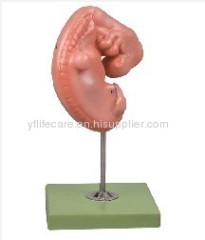 Human embryo anatomical model