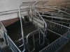 Elevated Farrowing Crate pig crate