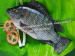 frozen black tilapia fish