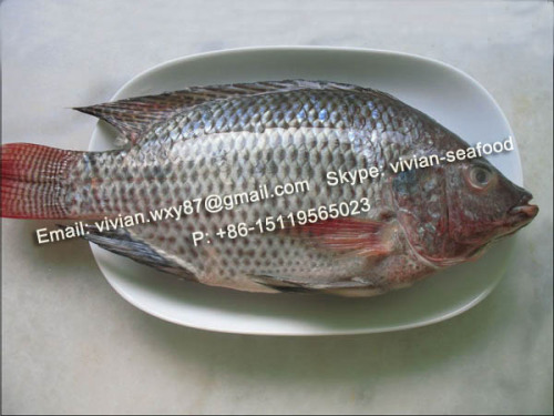 frozen tilapia fish whole round seafood W R WE