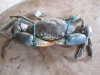 MUD CRAB