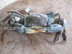 live mud crab