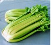 Fresh Celery