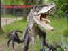 Life Size Static Dinosaurs VelociRaptor