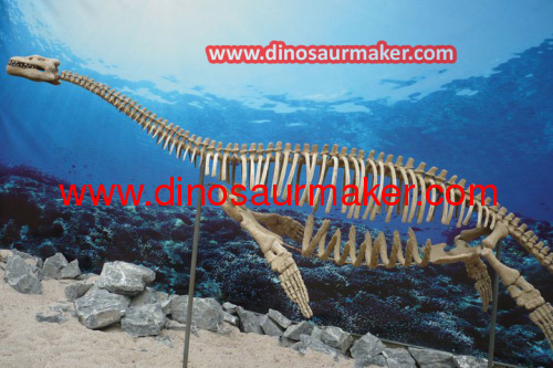 Animal Fossil model