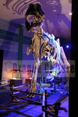 Museum equipment of toy dinosaur skeleton