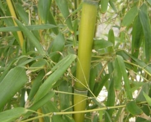 Products Made From Bamboo