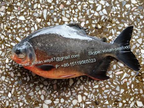 Red Pomfret Fish