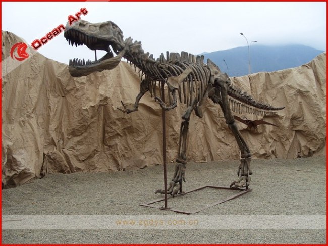 buy real dinosaur skeleton