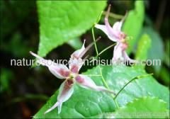 Epimedium Plant Extract