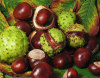 Horse Chest Nut Plant Extract