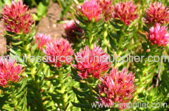 Rhodiola Rosea Plant Extract