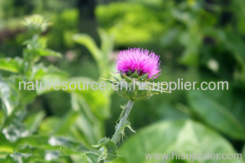 Milk Thistle Plant Extract